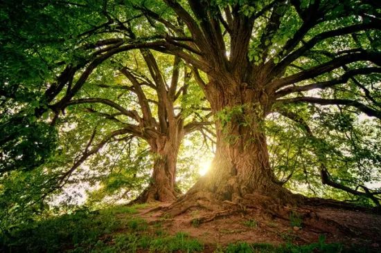 ¿Qué son las especies nativas y por qué son importantes?