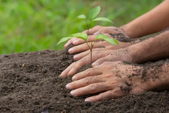 Ley 2173 de 2021: Ministerio de Ambiente emite concepto de 2023 en relación con la Ley de siembra de árboles